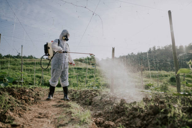 Best Ant Control Services  in Saint Johns University, MN