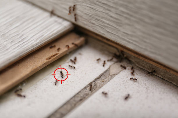 Best Pest Control Near Me  in Saint Johns University, MN