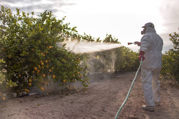 Best Emergency Pest Control  in Saint Johns University, MN