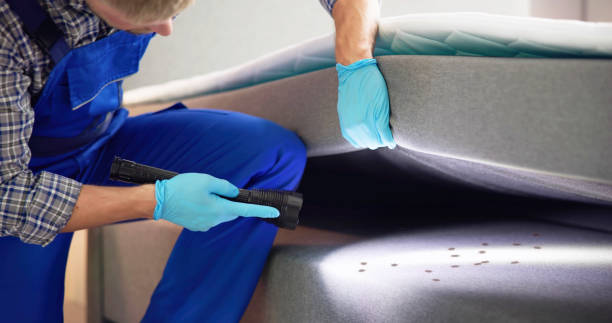 Wasp Removal Services in Saint Johns University, MN