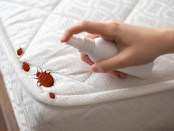 Best Mosquito Control Services  in Saint Johns University, MN
