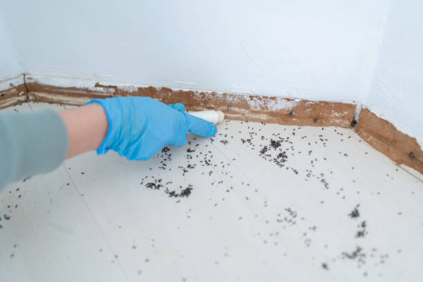 Best Affordable Pest Control Services  in Saint Johns University, MN